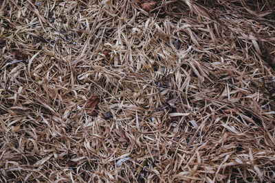 Full frame shot of dried plant on field