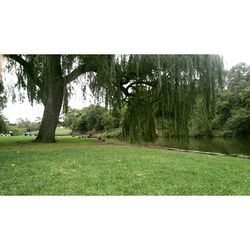 Trees on grassy field