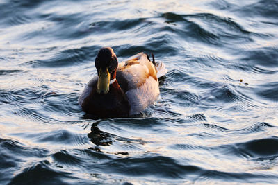 Ducks swimming in lake