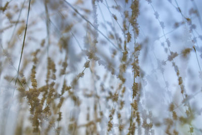 Full frame shot of snow covered tree