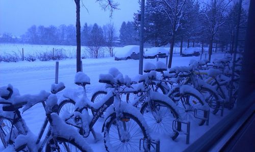 Snow covered plants by trees