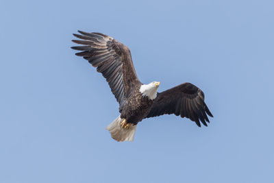 Low angle view of eagle flying in sky