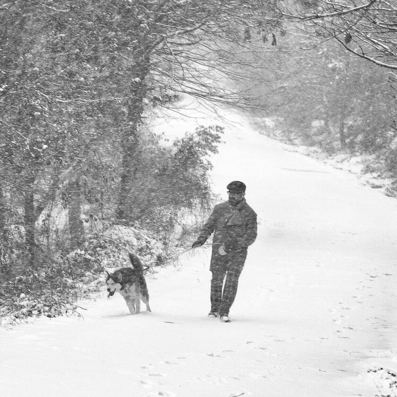 full length, tree, lifestyles, leisure activity, nature, rear view, walking, one animal, animal themes, standing, day, snow, winter, tranquility, outdoors, casual clothing, tranquil scene, childhood