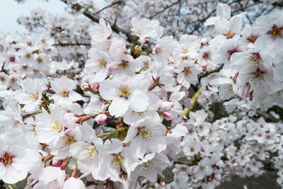 Close-up of white cherry blossom