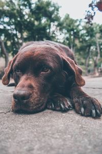 Close-up of dog resting on footpath