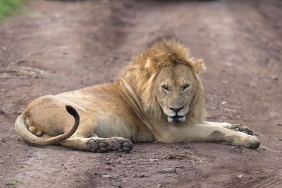 Lion resting in a field