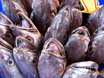 Close-up of fish for sale at market stall