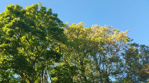 Low angle view of trees against clear blue sky