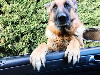 Dog sitting on road