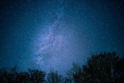 Low angle view of trees against starry field