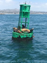 Seals relaxing on buoy in sea