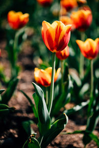 Close-up of orange tulips blooming on field