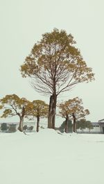 Bare trees on landscape