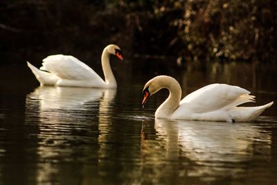 Swans swimming in lake