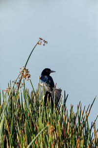 Boat tailed grackle bird quiscalus quiscula perches in marsh grass in a pond in naples, florida