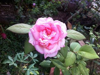 Close-up of pink flower