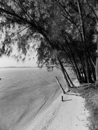 Tree by sea against sky