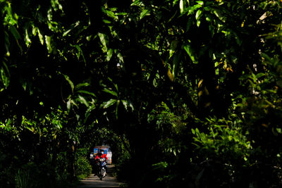 Rear view of people walking in forest