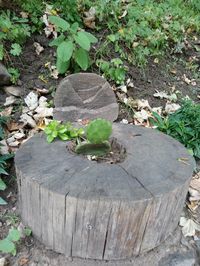 High angle view of tree stump on field