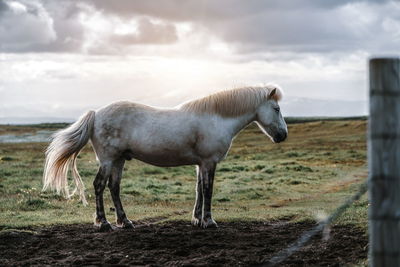 Horse standing in ranch against sky