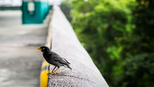 Myna perching on retaining wall