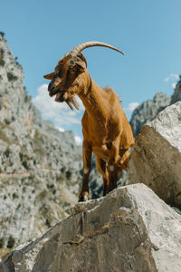 Goat standing on rock at cares trail in picos de europe national park, asturias, spain