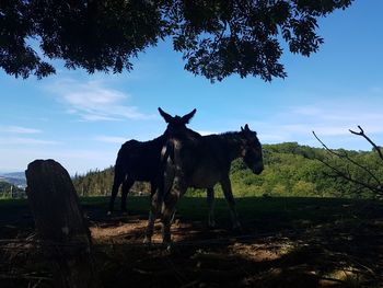 Horses on field against sky