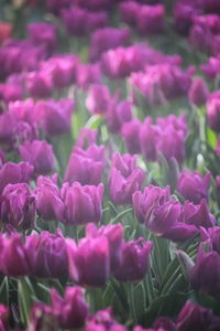 Close-up of pink flowering plants