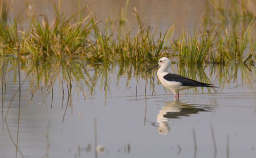 Bird perching on a lake