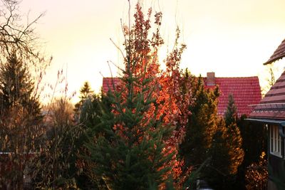 Trees and cityscape against sky during sunset