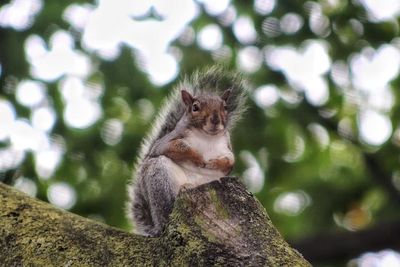 Low angle view of squirrel sitting on tree
