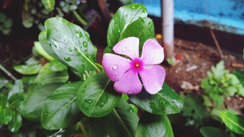 Close-up of wet pink flower in rainy season