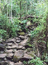 Stream flowing through forest