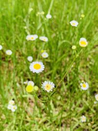 Close-up of white daisy flowers on field