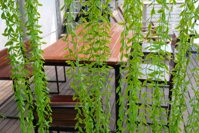 Close-up of potted plants