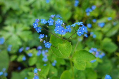 High angle view of forget-me-not blooming outdoors