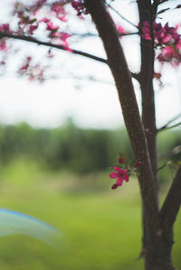 Close-up of pink flowers
