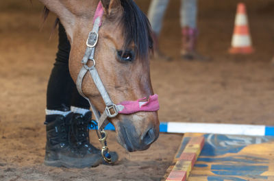 Close-up of horse outdoors