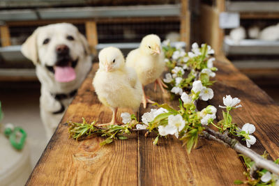 A labrador dog watches two small chickens on a wooden table 