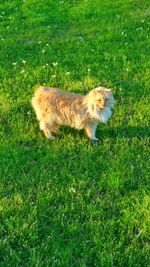 Cat relaxing on grassy field