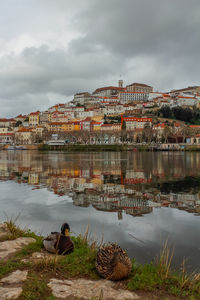 Two ducks and coimbra university view with reflection on mondego river