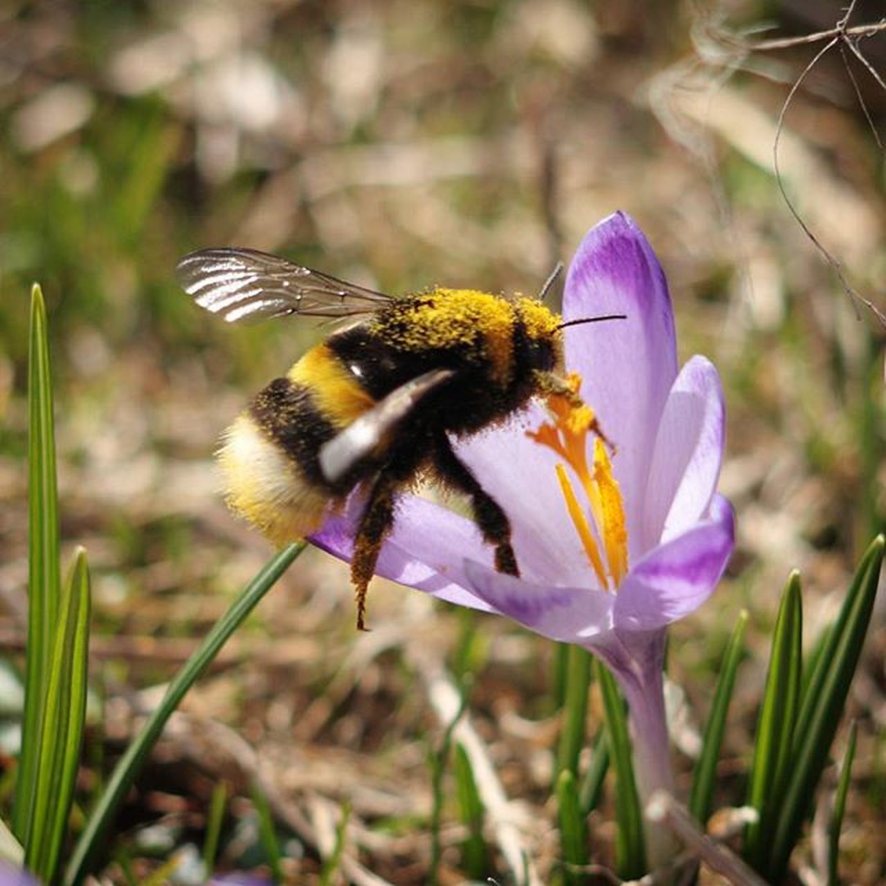 flower, one animal, animal themes, insect, animals in the wild, petal, wildlife, pollination, freshness, fragility, flower head, purple, focus on foreground, close-up, beauty in nature, bee, symbiotic relationship, growth, nature, pollinating