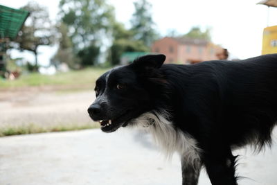 Close-up of black dog looking away