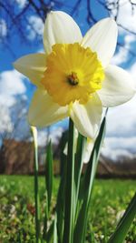 Close-up of yellow flowering plant on field