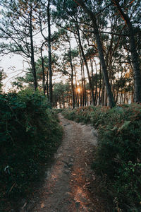 Trees in forest