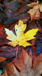 Close-up of fallen maple leaves