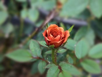 Close-up of rose plant