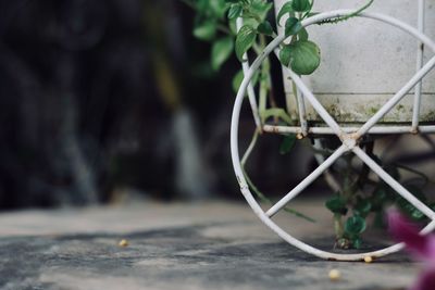 Close-up of potted plant