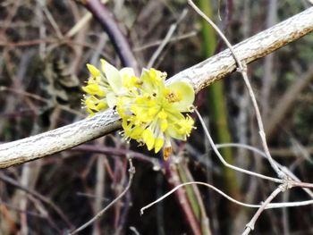 Close-up of yellow flowers