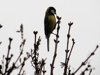 Bird perching on branch